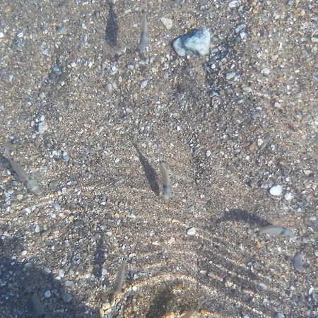 Hippocampus House Stratoni