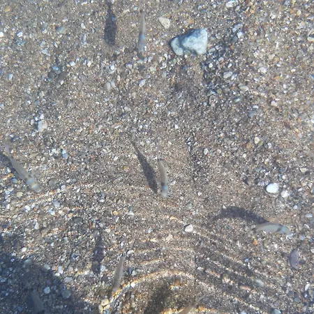 Hippocampus House Stratonion